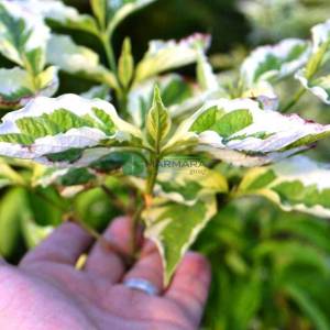 Doğu kızılcık, Çiçekli beyaz yeşil yapraklı aşılı amerikan kızılcığı - Cornus florida cherokee daybreak branched (CORNACEAE)