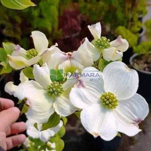 Doğu kızılcık, Çiçekli beyaz yeşil yapraklı aşılı amerikan kızılcığı - Cornus florida cherokee daybreak branched (CORNACEAE)