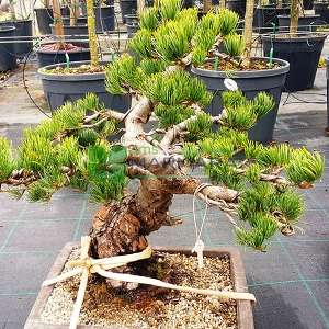 Şekilli japon beyaz çamı, Bonsai çam - Pinus parviflora pentaphylla mini bonsai (PINACEAE)