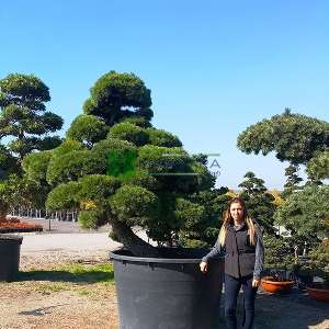 Şekilli japon beyaz çamı, Bonsai çam ekstra - Pinus parviflora pentaphylla extra form (PINACEAE)