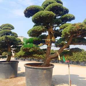 Şekilli japon beyaz çamı, Bonsai çam ekstra - Pinus parviflora pentaphylla extra form (PINACEAE)
