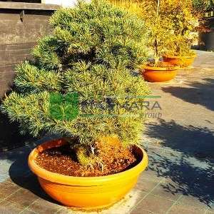 Şekilli japon beyaz çamı, Bonsai çam ekstra - Pinus parviflora pentaphylla (PINACEAE)