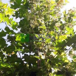 Avrupa Akçaağaç, Norveç Akçaağaç, Sarı-yeşil renkli yapraklı çınar yapraklı gümüşi akçaağaç - Acer platanoides drummondii (ACERACEA)