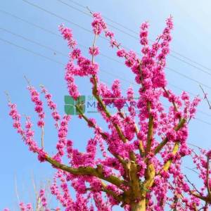 Çin erguvanı, Mor çiçekli erguvan - Cercis chinensis tige (LEGUMINOSAE)
