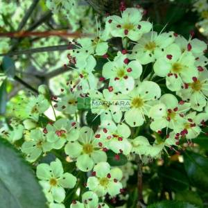 Geniş Yapraklı süs alıç - Crataegus persimilis prunifolia splendes (ROSACEAE)