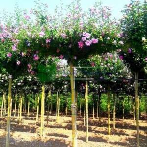 hatmi ağacı lavanta çiçekli aşılı şemsiye formlu - Hibiscus syriacus lavender chiffon umbrella/tetto shaped (MALVACEAE )