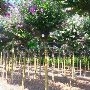 hatmi ağacı lavanta çiçekli aşılı şemsiye formlu - Hibiscus syriacus lavender chiffon umbrella/tetto shaped (MALVACEAE )