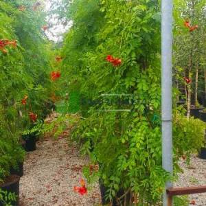 Chinese Trumpet Creeper, Trumpet Vine