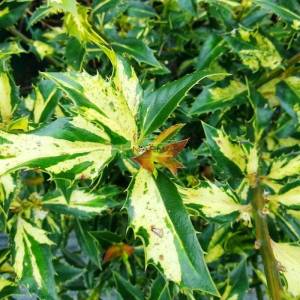 Sarı yeşil yapraklı çoban püskülü - Ilex aquifolium white cream (AQUIFOLIACEAE)