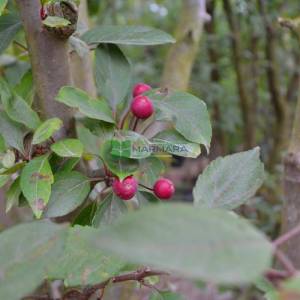 Japon süs elması çalı formlu, Çiçek elması, Yengeç süs elması - Malus × red sentinel multistem (ROSACEAE)