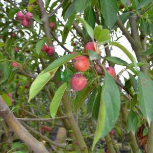 Japon süs elması çalı formlu, Çiçek elması, Yengeç süs elması - Malus × red sentinel multistem (ROSACEAE)