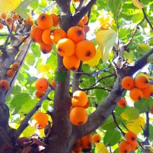 Japon süs elması ağaç formlu, Çiçek elması, sarı meyveli - Malus x zumi golden hornet (ROSACEAE)