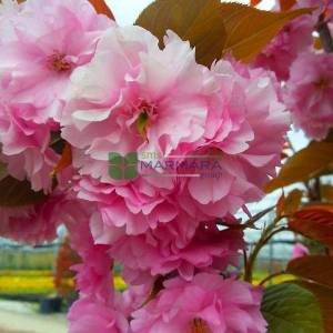 Pembe çiçekli kanzan süs kirazı çok gövdeli sakura - Prunus serrulata kanzan multi stem (ROSACEAE)