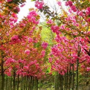 Pembe çiçekli kanzan süs kirazı aşılı tijli piramit formlu sakura - Prunus serrulata kanzan tige pyramid (ROSACEAE)