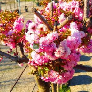 Sarkık süs kirazı sarkık formlu - Prunus serrulata kiku-shidare sakura (ROSACEAE)