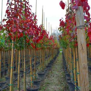 Çin Süs armudu ağacı kırmızı yapraklı sonbahar - Pyrus calleryana chanticleer redspire (ROSACEAE)