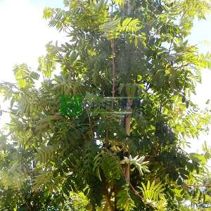 Kuş üvezi, Ovaz, Ayı ovazı, kül ağacı - Sorbus aucuparia (ROSACEAE)