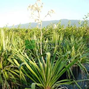 Adam's Needle, Spoonleaf Yucca, Needle-Palm variegata