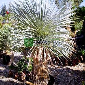 Gagalı Yucca, Mavi yukka, Avize çiçeği,Ademin iğnesi,Kaşık yaprağı,iğneli palmiye - Yucca rostrata (AGAVACEAE)