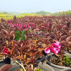 Gelin tacı, vangelya kırmızı-bordo yapraklı - Weigela florida wine roses (CAPRIFOLIACEAE)