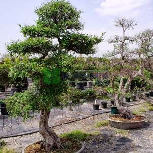Çin Karaağacı,Aşılı karaağaç,Gürgen yapraklı Karaağaç - Ulmus parvifolia bonsai (ULMACEAE)