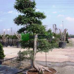 Çin Karaağacı,Aşılı karaağaç,Gürgen yapraklı Karaağaç - Ulmus parvifolia bonsai (ULMACEAE)