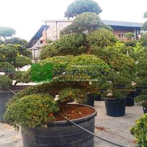 Japon porsuğu bonsai formlu,şekilli - Taxus cuspidata bonsai (TAXODIACEAE)