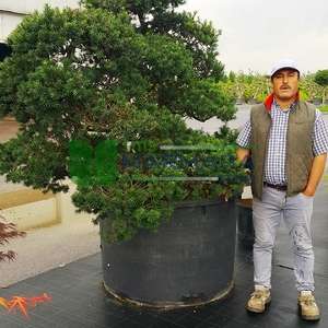 Japon porsuğu bonsai formlu,şekilli - Taxus cuspidata bonsai (TAXODIACEAE)