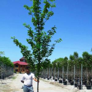 Sütun formlu japon süs kirazı - Prunus serrulata amanogawa (ROSACEAE)
