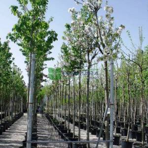 Beyaz çiçekli süs kirazı,tatlı kiraz - Prunus avium plena (ROSACEAE)