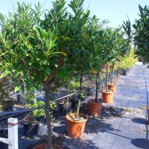 Bodur karayemiş ağacı , karayemiş baston formlu - Prunus laurocerasus otto luyken half tige (ROSACEAE)