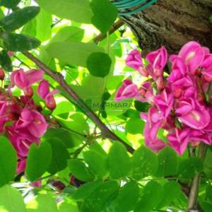 Tüylü yalancı akasya, Pembe çiçekli akasya - Robinia hispida (FABACEAE)