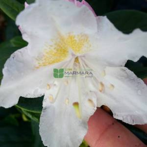 Aşılı Beyaz çiçekli ormangülü - Rhododendron hybride cunninghams white (ERICACEAE)