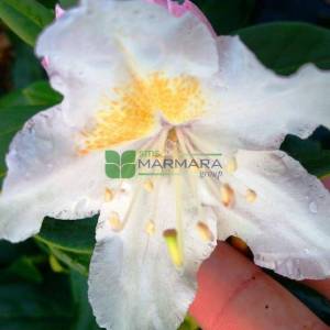 Aşılı Beyaz çiçekli ormangülü - Rhododendron hybride cunninghams white (ERICACEAE)