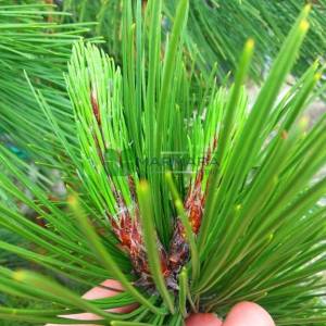 Monteri çamı - Pinus radiata (PINACEAE)