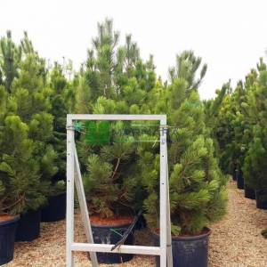 Monteri çamı - Pinus radiata (PINACEAE)