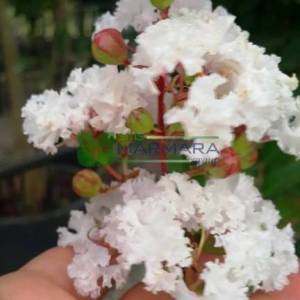 oya ağacı beyaz çiçekli alttan dallı, ispanyol leylağı, hint leylağı, amerikan oya, çin oya - Lagerstroemia indica white multi stem (LYTHRACEAE)