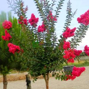 oya ağacı kırmızı çiçekli , ispanyol leylağı, hint leylağı, amerikan oya, çin oya - Lagerstroemia indica dynamite (LYTHRACEAE)