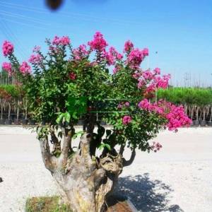 oya ağacı bonsai pembe çiçekli , ispanyol leylağı, hint leylağı, amerikan oya, çin oya - Lagerstroemia indica bonsai (LYTHRACEAE)