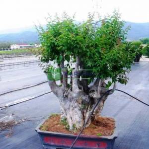 oya ağacı bonsai pembe çiçekli , ispanyol leylağı, hint leylağı, amerikan oya, çin oya - Lagerstroemia indica bonsai (LYTHRACEAE)