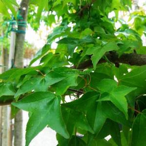 Üçdiş yapraklı akçaağaç - Acer buergerianum (Acer trifidum) (ACERACEA)