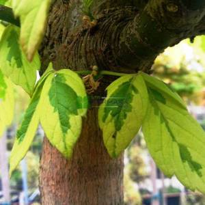 alaca yapraklı akçaağaç, Sarı yeşil yapraklı akçaağaç, - Acer negundo aureovariegatum (ACERACEA)