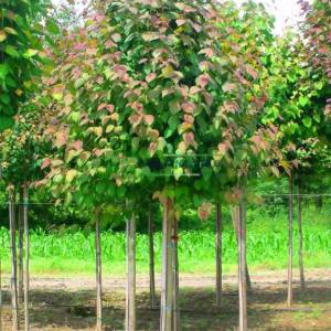 Katsura Ağacı, karamel ağacı , Yalancı erguvan ağacı - Cercidiphyllum japonicum (CERCIDIPHYLLACEAE)