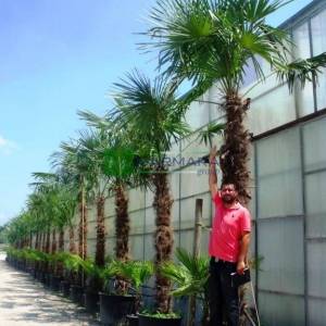 Tüylü akdeniz yelpaze palmiyesi, Telli Palmiye, - Chamaerops excelsa (Trachycarpus fortunei) (ARECACEAE)
