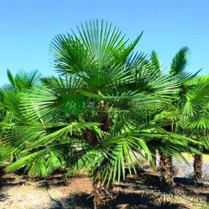 Tüylü akdeniz yelpaze palmiyesi, Telli Palmiye, - Chamaerops excelsa (Trachycarpus fortunei) (ARECACEAE)