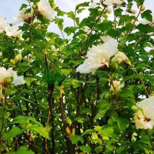 hatmi ağacı aşılı beyaz-kırmızı çiçekli, Ağaç hatmi kısa tijli - Hibiscus syriacus china chiffon bricutts half tige (MALVACEAE)