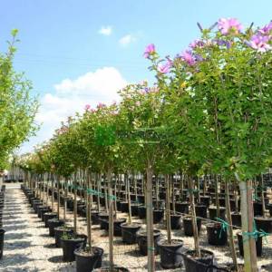 hatmi ağacı aşılı pembe çiçekli, Ağaç hatmi kısa tijli - Hibiscus syriacus aphrodite half tige (MALVACEAE)