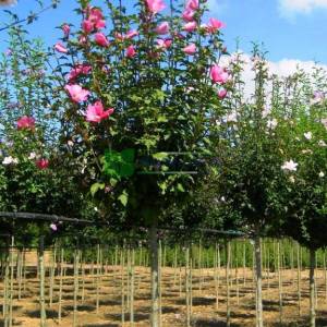 hatmi ağacı aşılı pembe çiçekli, Ağaç hatmi kısa tijli - Hibiscus syriacus aphrodite half tige (MALVACEAE)