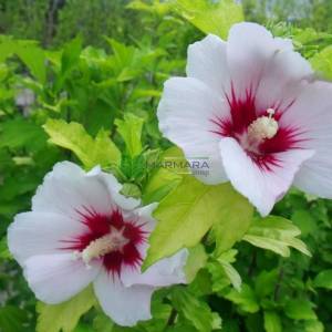 Kalp şekilli kırmızı-beyaz çiçekli hatmi çalısı - Hibiscus syriacus helene bush-multi stem (MALVACEAE)