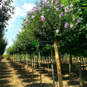 hatmi ağacı lavanta mor çiçekli aşılı tijli - Hibiscus syriacus lavender chiffon tige (MALVACEAE)